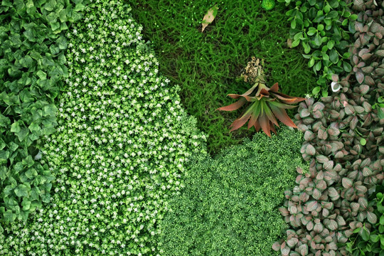 绿色植物墙 植物墙 花卉墙