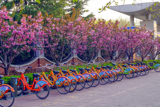 公共自行车 樱花墙