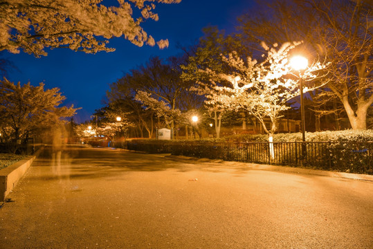 青岛中山公园樱花夜景