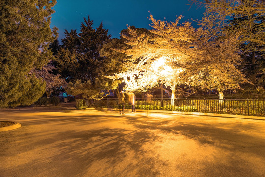 青岛中山公园樱花夜景