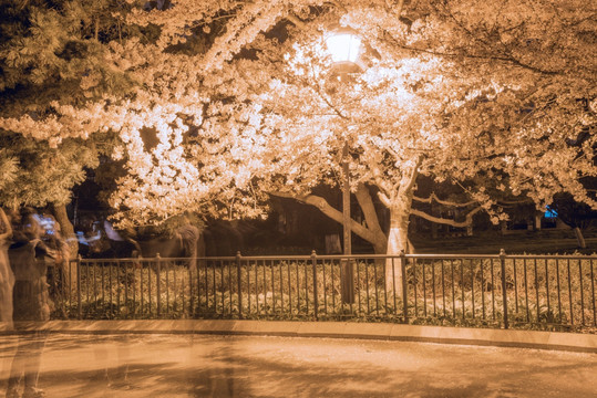 青岛中山公园樱花夜景