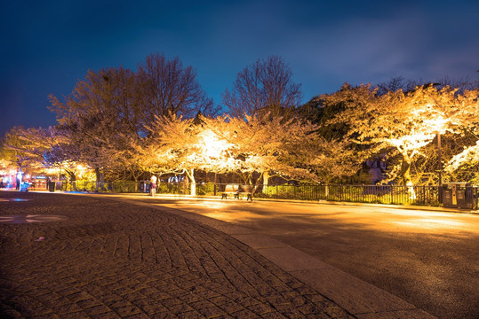 青岛中山公园樱花夜景