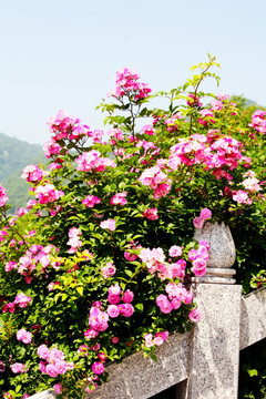 花卉 月季花 花丛