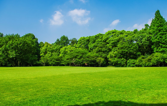 阳光树林 草坪