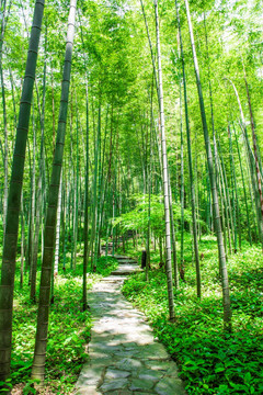 竹林小道 阳光竹林