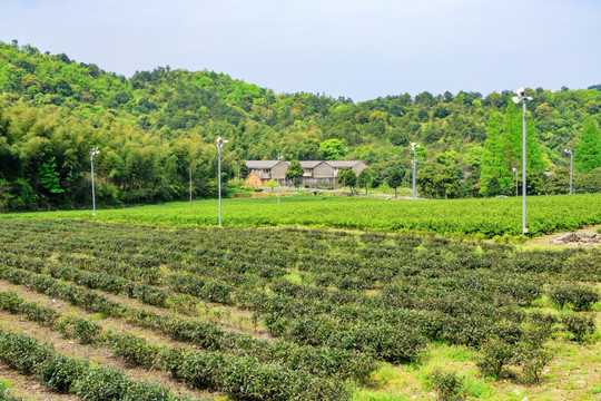 茶叶农田 绿色 农村 茶树植物