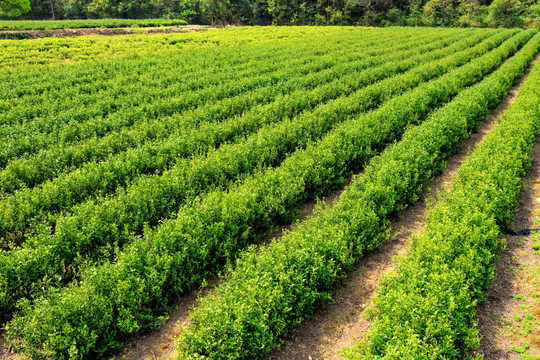 茶叶农田 绿色 农村 茶树植物