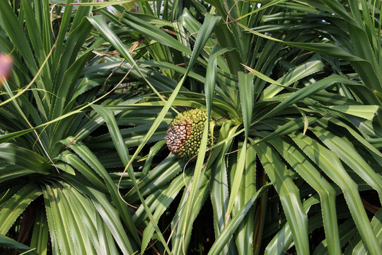 热带植物林投