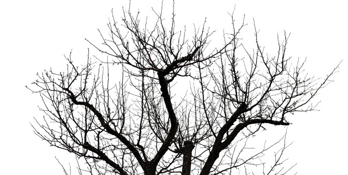 冬天的树 干枯树枝 树枝剪影
