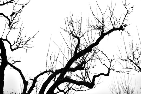干枯树枝 树枝剪影 冬天的树