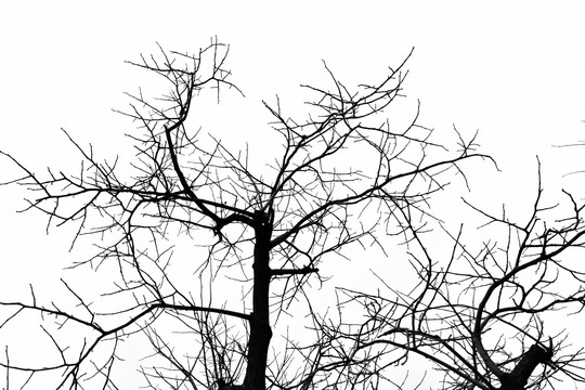干枯树枝 冬天的树 树枝