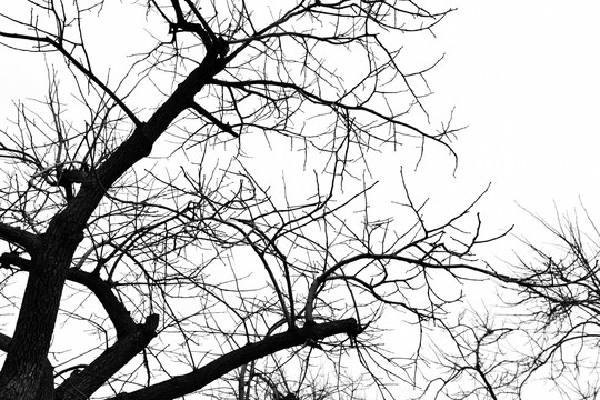 干枯树枝 冬天的树 树枝