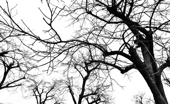 干枯树枝 树枝剪影 抽象树枝