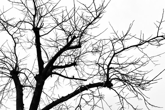 干枯树枝 树枝剪影 冬日的树