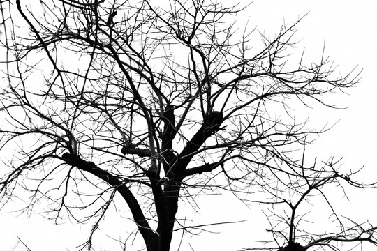 干枯树枝 树枝剪影 冬日的树