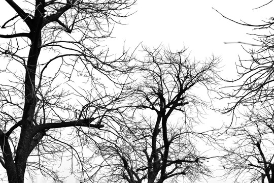 枯树枝 落光叶子的树
