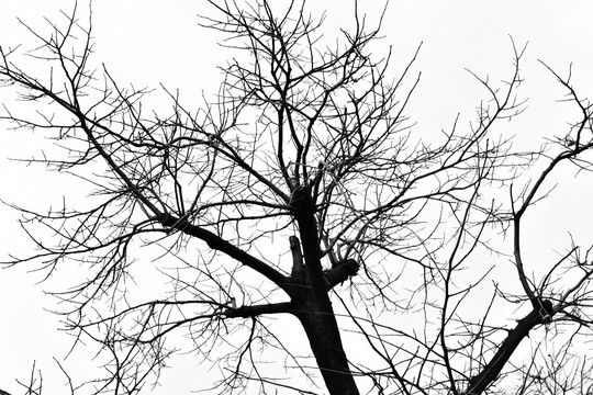 干枯树枝 树木剪影 冬天的树