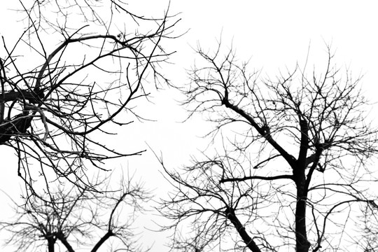 干枯树枝 树木剪影 冬天的树