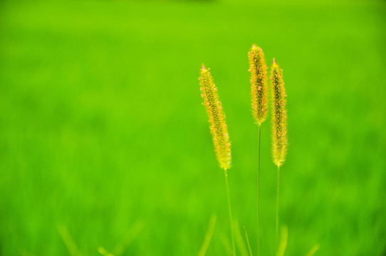 狗尾巴草