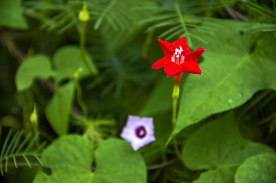 茑萝松