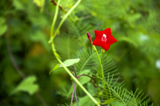 茑萝松