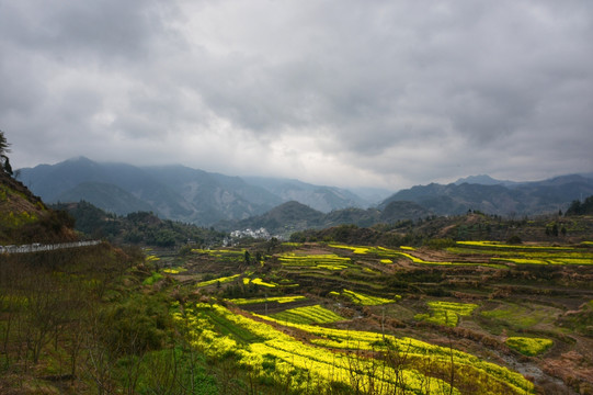 油菜花