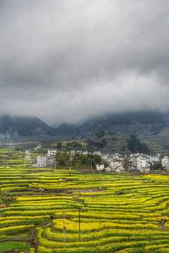 油菜花