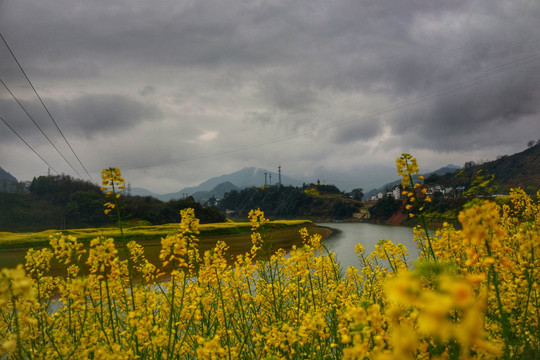 油菜花