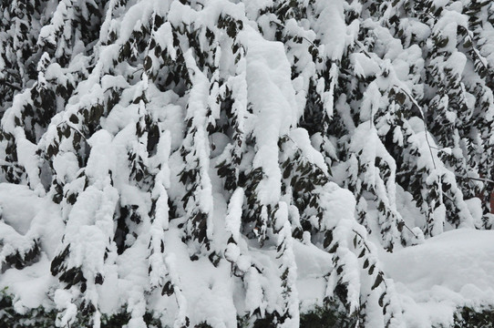 暴雪