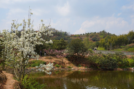 湖岸春色 梨花桃花开遍