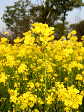 油菜花