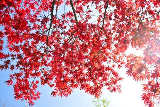 红树叶   五角枫