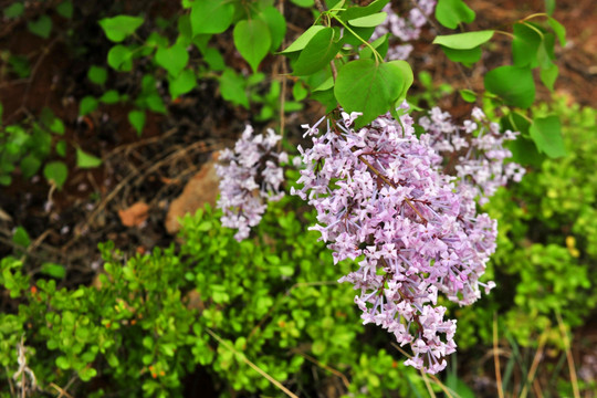 丁香花  紫色花