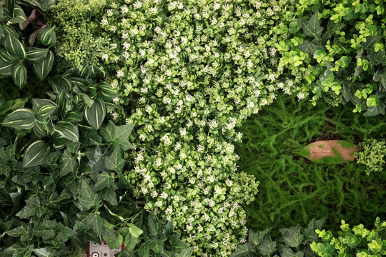 绿色植物墙 植物墙 花卉墙