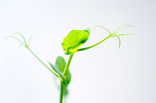 植物发芽