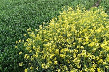 油菜花