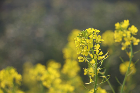 油菜花