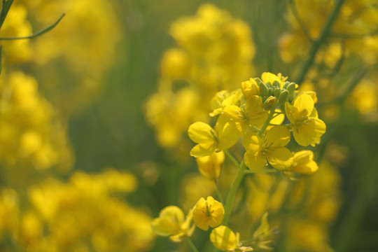 油菜花