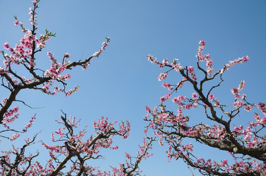 一园春色一花艳