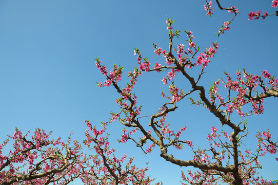 一园春色一花艳