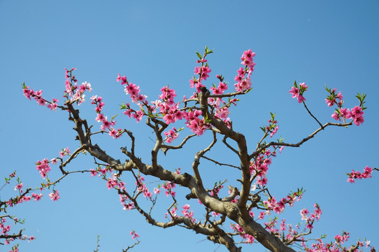 一园春色一花艳