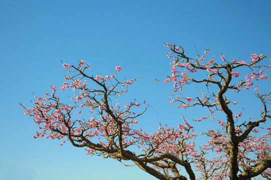 一春花开