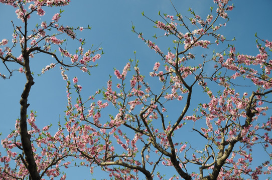 一春花开