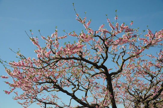 一春花开