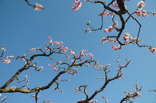 一树桃花一春色