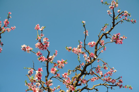 艳丽桃花