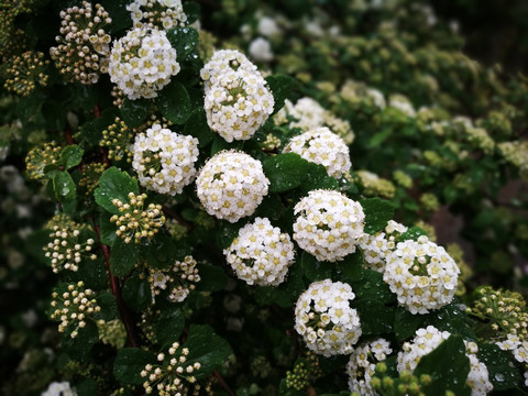 中华绣线菊