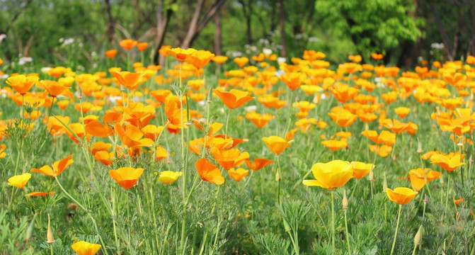 花菱草