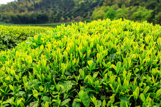 茶树 树木树叶