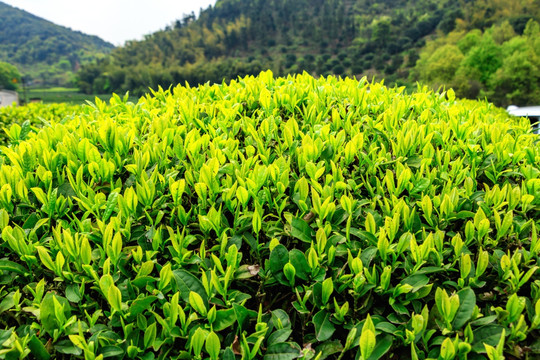 绿茶 茶树